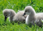 Week old Black Swan cygnets at Dawlish in South Devon