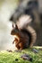 Red Squirrel 11