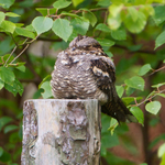 Nightjar (male) dozing on a fence post