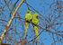 Ring-necked Parakeets