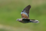Turtle Dove flying, Otmoor RSPB