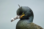 Shag
