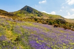 Rannerdale Bluebells and Whiteless Pike