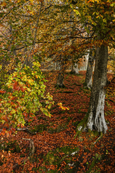 Autumn Colours.