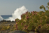 Cactii and waves.