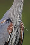 Great Blue Heron feather detail, Viera Wetlands, Florida