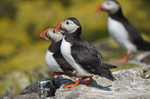 Puffins