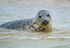 Common Seal
