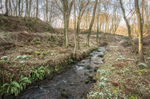 Physgill Glen