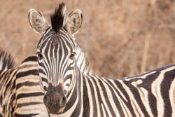 Mohican Zebra