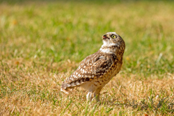 Burrowing Owl