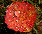 Aspen leaf