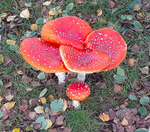 Fly Agaric