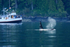 Orca watching, Johnstone Strait, Canada