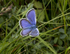 Silver studded blue butterfly