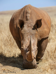 Rhino beauty