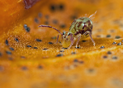 On the underside of a fallen leaf. Warwickshire, November 2012.