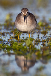 Lesser Yellowlegs (juvenile) frontal view
