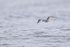 Masatierra Petrel flying rear view, Pacific Ocean, Chile