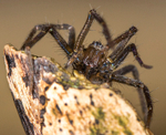 Giant House Spider