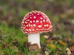 Fly Agaric