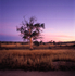 Dawn Light