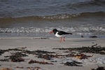 Oystercatcher
