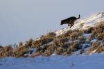 Dark Wolf, Soda Butte Canyon, Yellowstone National Park