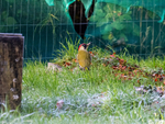Green Woodpecker