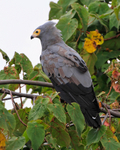 African Harrier-hawk (adult) perched on top of a tree