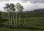 Aspens