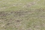 BVHT 140517 N-398