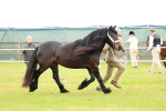 SBM_00523