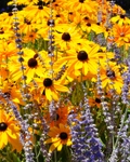 Purple With Yellow Flowers