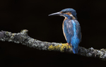 Male Kinghfisher
