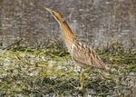 Bittern portfolio