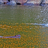 Castor canadensis
