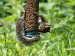 Grey Squirrel