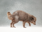 Arctic Fox snow shake side view (frame 2), Hornstrandir, Iceland