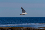 Glaucous Gull