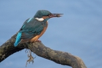 Kingfisher Alcedo Atthis078