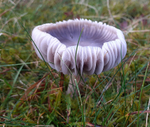 Yellow foot Waxcap