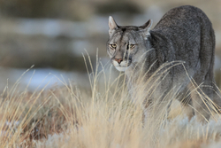 Female Puma Escacha close encounter, Torres del Paine, Chile