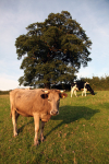 Early Morning Cows FR _012