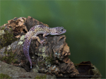 Leopard Gecko