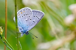 Amandas Blue