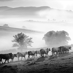 Mono 2020 portfolio