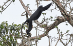 Satanic black colobus