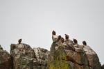 Griffon Vultures