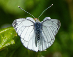 Green-Veined White